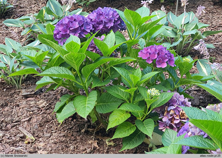 Hydrangea macrophylla Amor