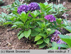 Hydrangea macrophylla Amor