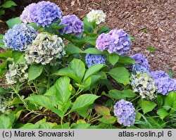 Hydrangea macrophylla Tosca