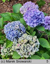 Hydrangea macrophylla Tosca