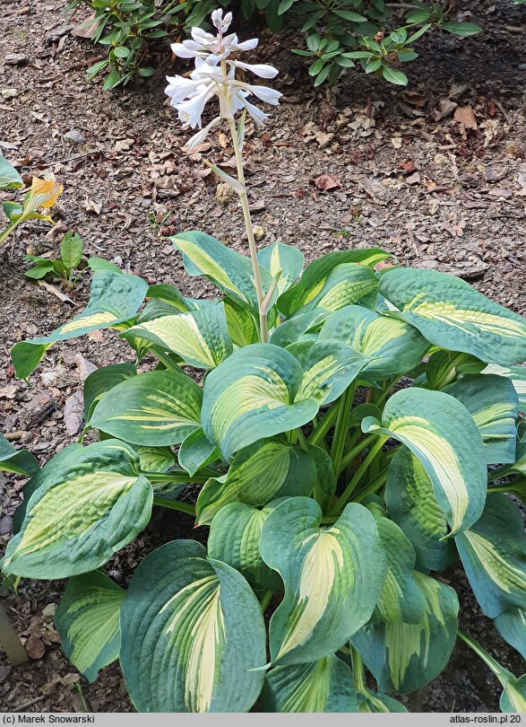 Hosta Thunderbolt