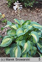 Hosta Thunderbolt