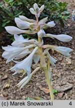 Hosta Thunderbolt