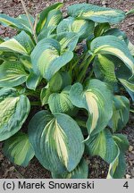 Hosta Thunderbolt