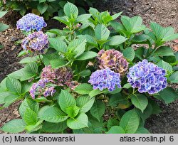 Hydrangea macrophylla Tivoli