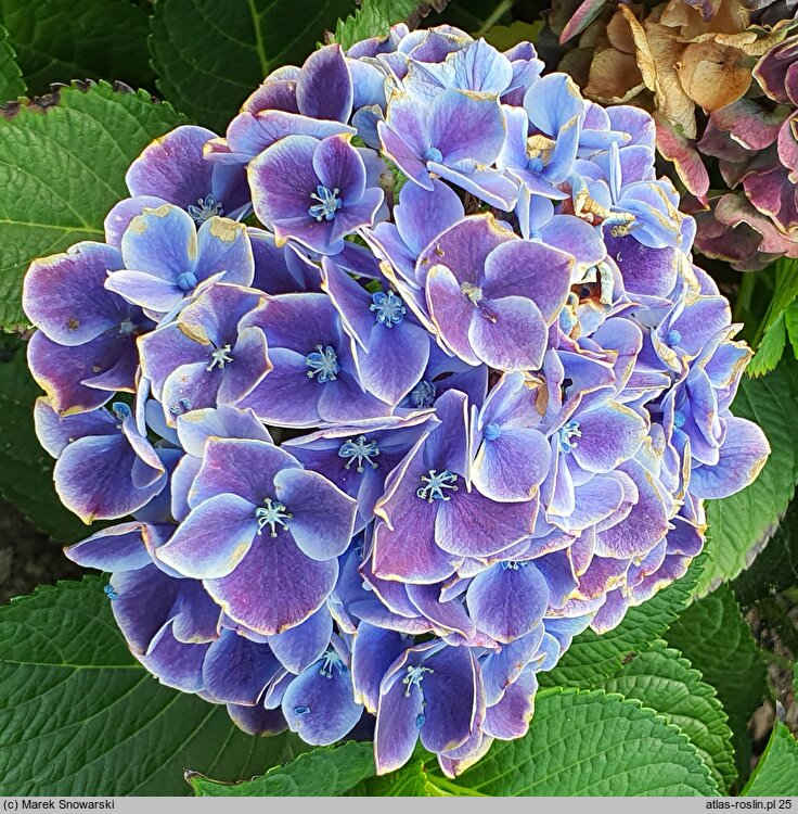 Hydrangea macrophylla Tivoli