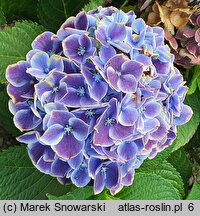 Hydrangea macrophylla Tivoli