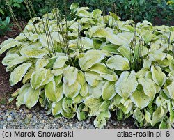 Hosta American Dream