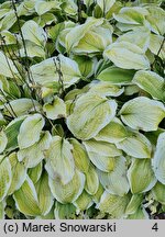 Hosta American Dream