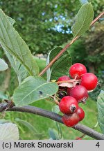 Sorbus sudetica (jarząb sudecki)