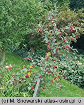 Sorbus sudetica (jarząb sudecki)