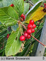 Sorbus sudetica (jarząb sudecki)