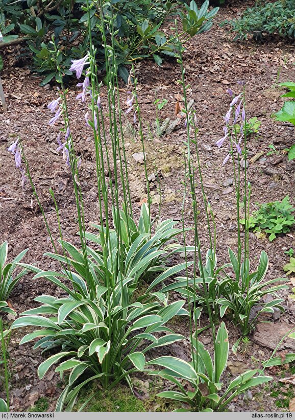 Hosta rectifolia var. chionea (funkia prostolistna)