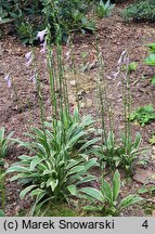 Hosta rectifolia var. chionea (funkia prostolistna)