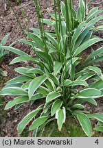 Hosta rectifolia var. chionea (funkia prostolistna)