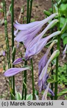 Hosta rectifolia var. chionea (funkia prostolistna)