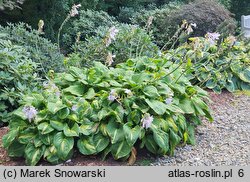 Hosta Emerald Charger