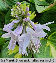 Hosta Emerald Charger