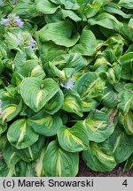 Hosta Emerald Charger