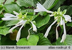 Hosta plantaginea (funkia biała)