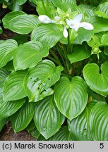 Hosta plantaginea (funkia biała)