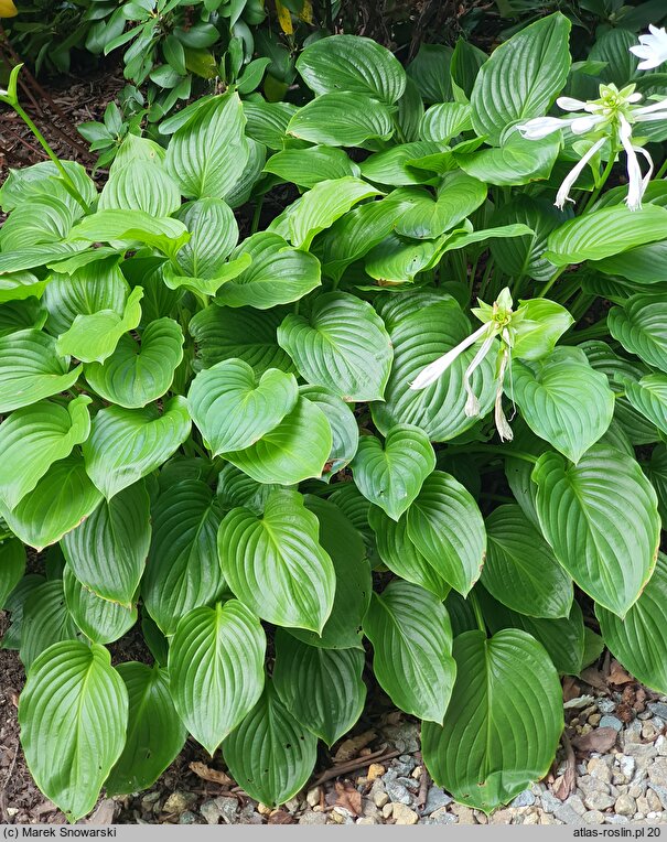 Hosta plantaginea (funkia biała)