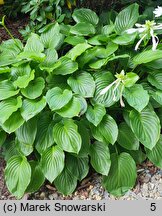 Hosta plantaginea (funkia biała)