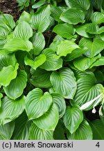 Hosta plantaginea (funkia biała)