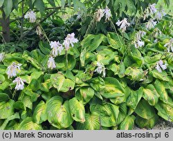 Hosta Enchiladas