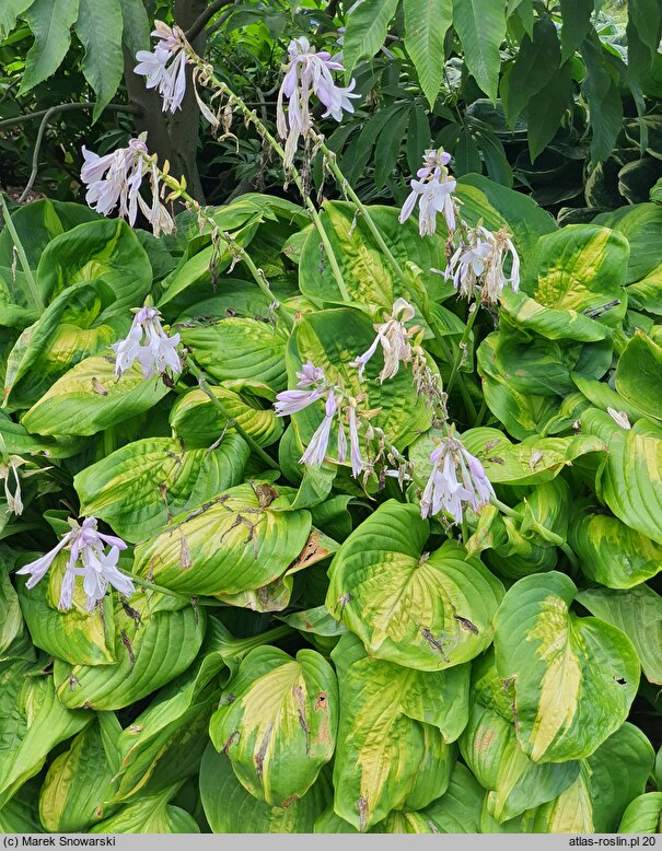 Hosta Enchiladas