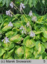 Hosta Enchiladas