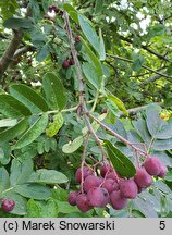 Sorbus Burka