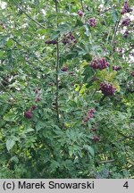 Sorbus Burka