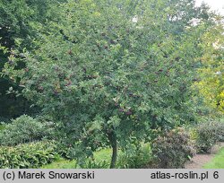 Sorbus Burka