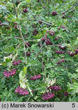 Sorbus Burka