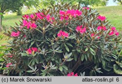 Rhododendron hort. Weinlese