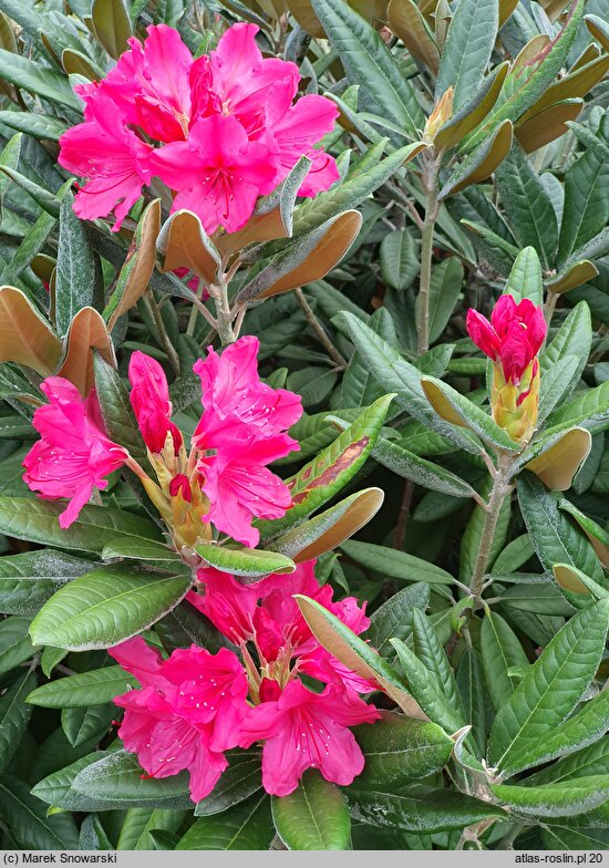 Rhododendron hort. Weinlese