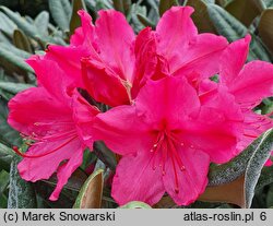 Rhododendron hort. Weinlese