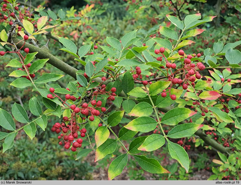 Zanthoxylum simulans (żółtodrzew chiński)