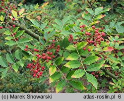 Zanthoxylum simulans (żółtodrzew chiński)