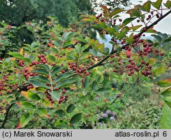 Zanthoxylum simulans (żółtodrzew chiński)