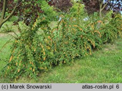 Berberis Profesor Sękowski