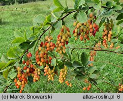 Berberis Profesor Sękowski