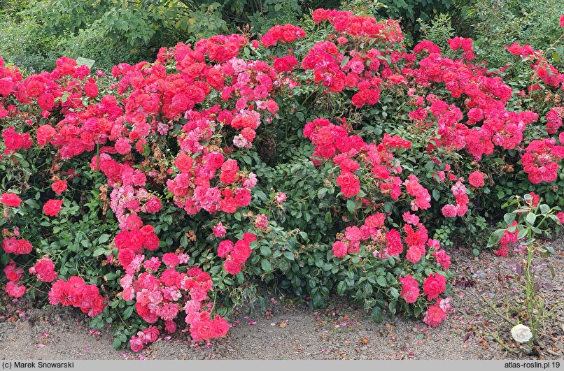 Rosa hort. Bad Birnbach