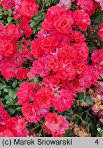 Rosa hort. Bad Birnbach