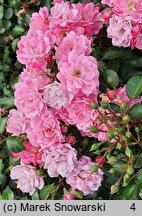 Rosa hort. Taninat