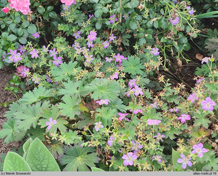 Geranium wlassovianum Fay Anna