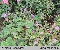 Geranium wlassovianum Fay Anna