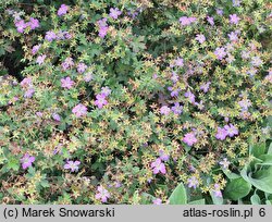 Geranium wlassovianum Fay Anna