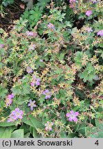 Geranium wlassovianum Fay Anna